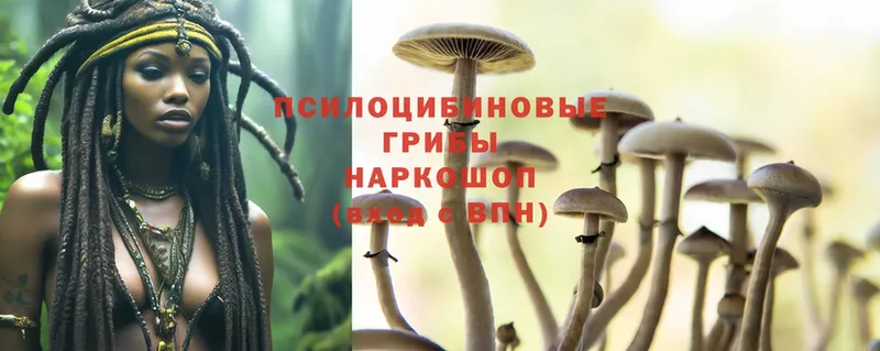 купить наркоту  Ардон  Галлюциногенные грибы MAGIC MUSHROOMS 